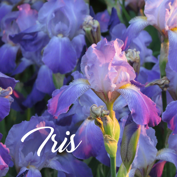 Iris Fragrances