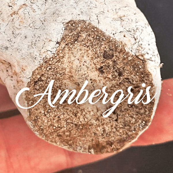 Ambergris Fragrances - Muse Fragrance