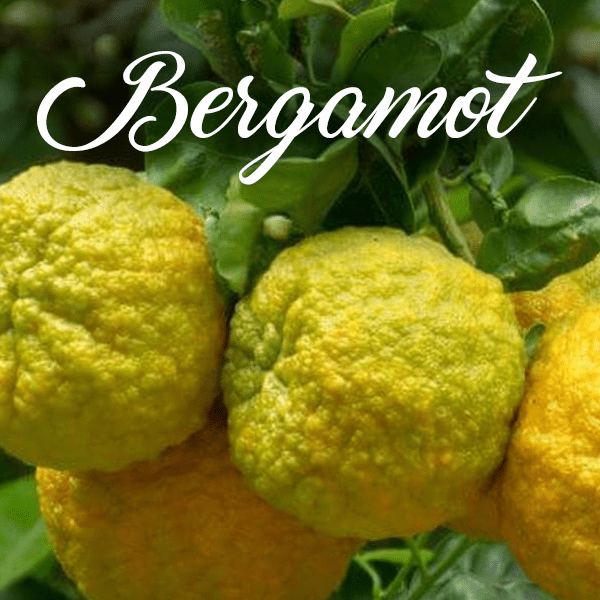 Bergamot Fragrances - Muse Fragrance