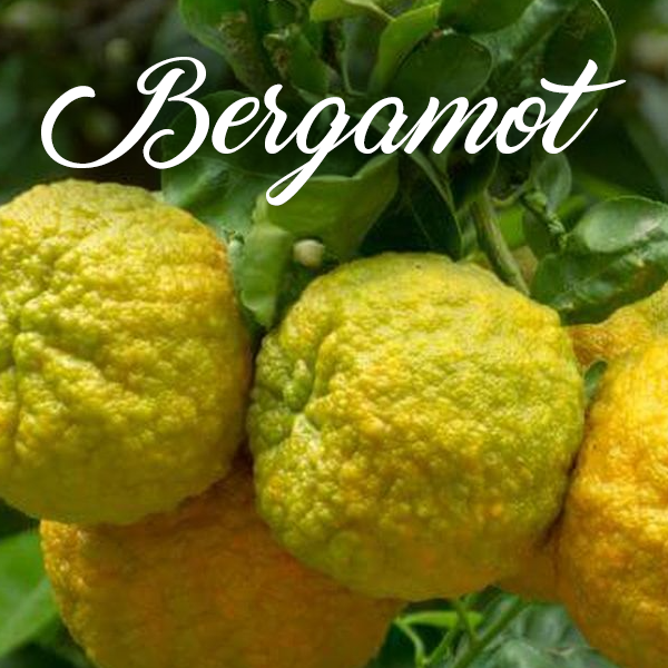 Bergamot Fragrances