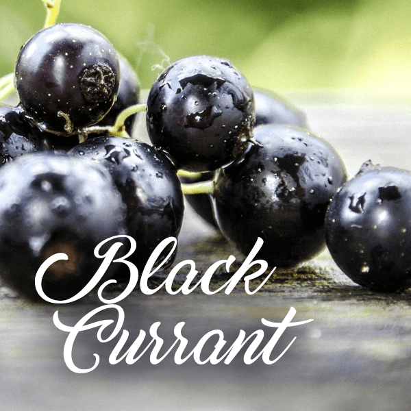 Black Currant Fragrances - Muse Fragrance