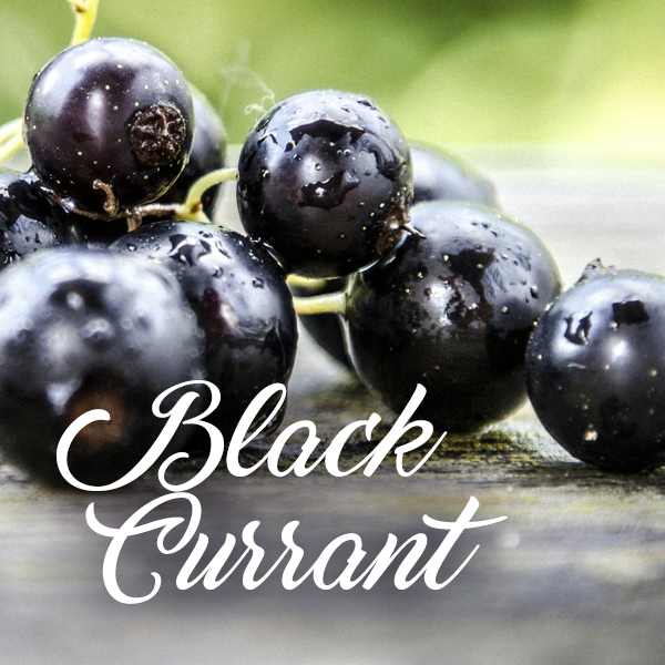 Black Currant Fragrances
