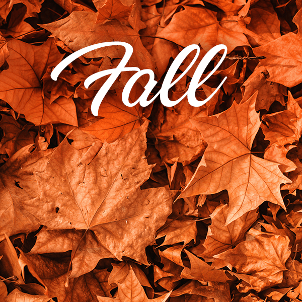 Fall Collection - Muse Fragrance