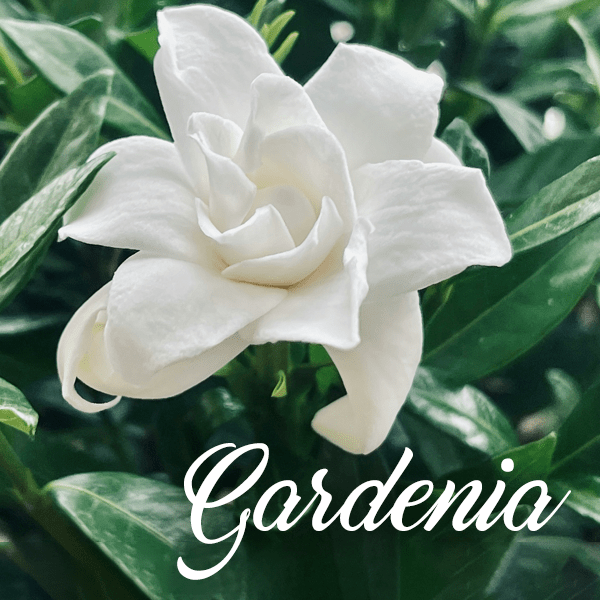Gardenia Fragrances - Muse Fragrance
