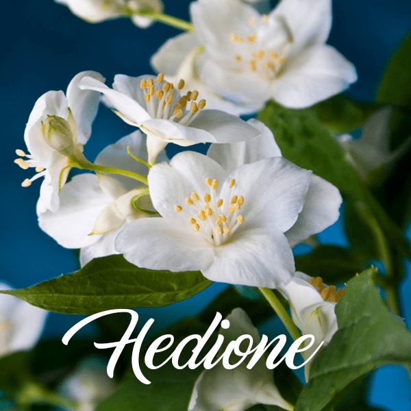 Hedione Fragrances - Muse Fragrance