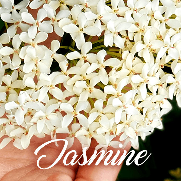 Jasmine Fragrances - Muse Fragrance