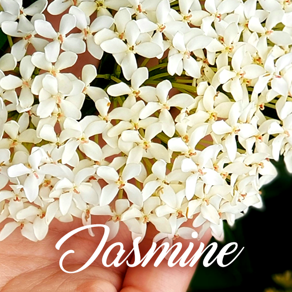 Jasmine Fragrances