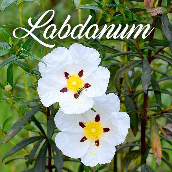 Labdanum Fragrances - Muse Fragrance