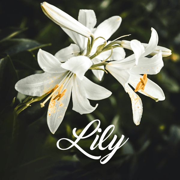 Lily Fragrances - Muse Fragrance