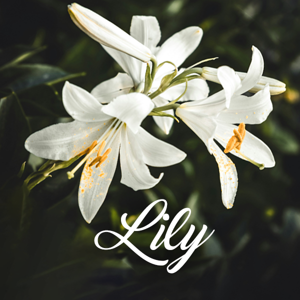 Lily Fragrances