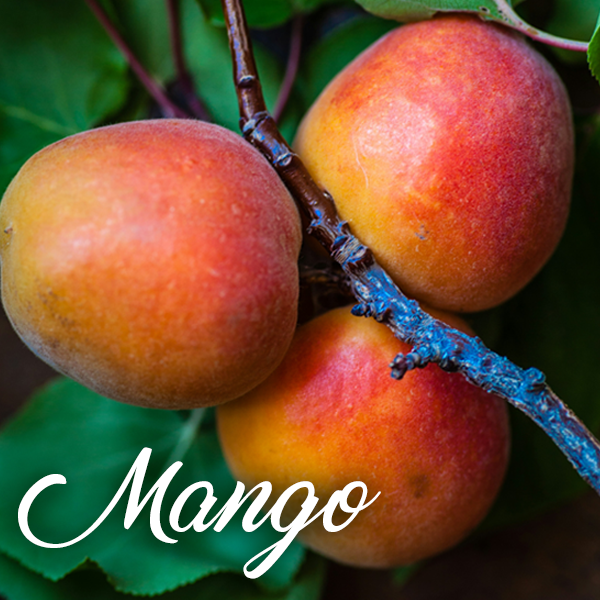 Mango Fragrances - Muse Fragrance