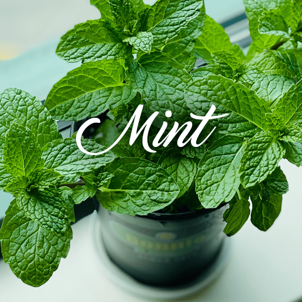 Mint Fragrances - Muse Fragrance