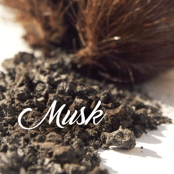 Musk Fragrances - Muse Fragrance
