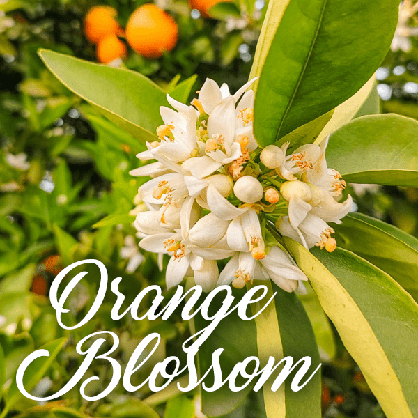 Orange Blossom Fragrances - Muse Fragrance