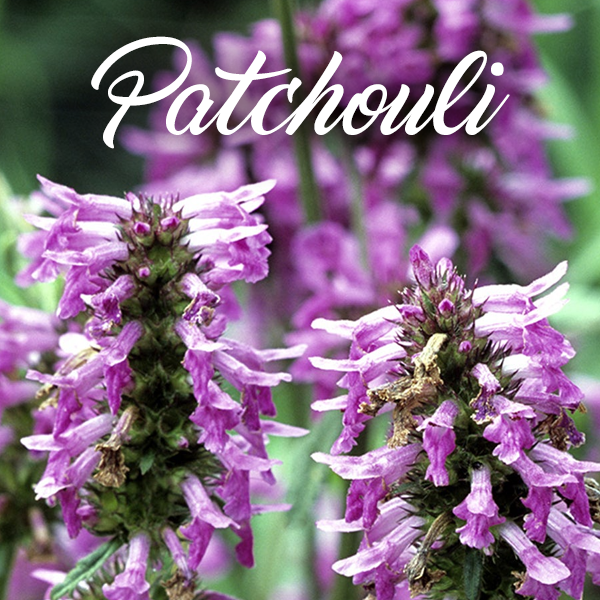 Patchouli Fragrances - Muse Fragrance