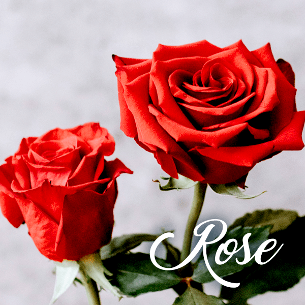Rose Fragrances - Muse Fragrance