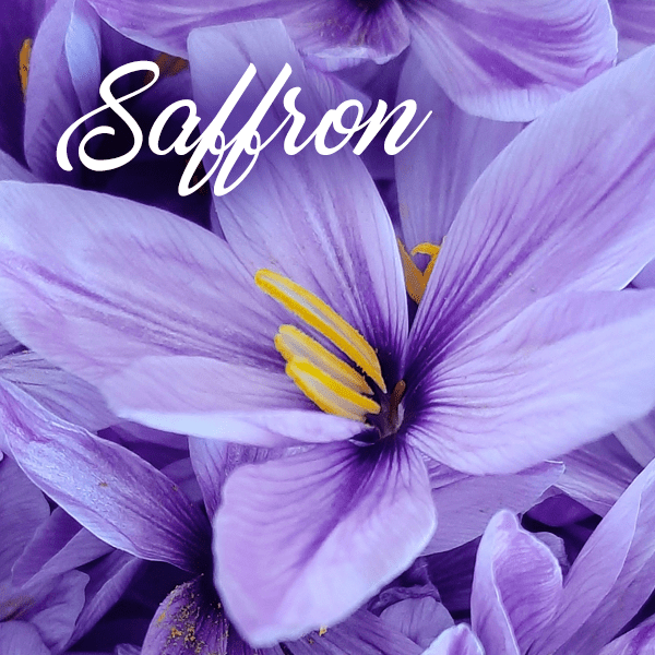 Saffron Fragrances - Muse Fragrance