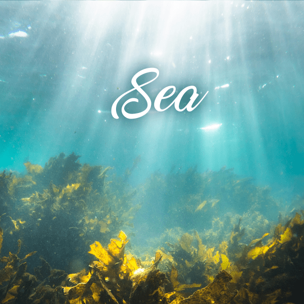 Sea Fragrances - Muse Fragrance
