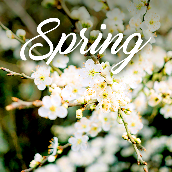 Spring Collection - Muse Fragrance