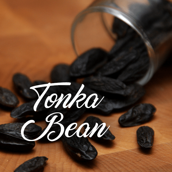 Tonka Bean Fragrances - Muse Fragrance