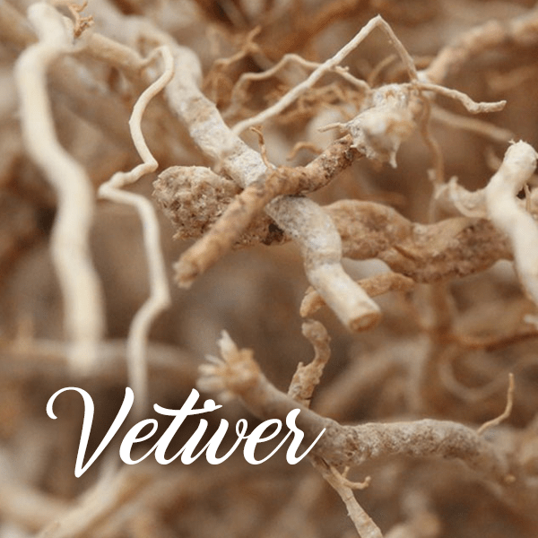 Vetiver Fragrances - Muse Fragrance