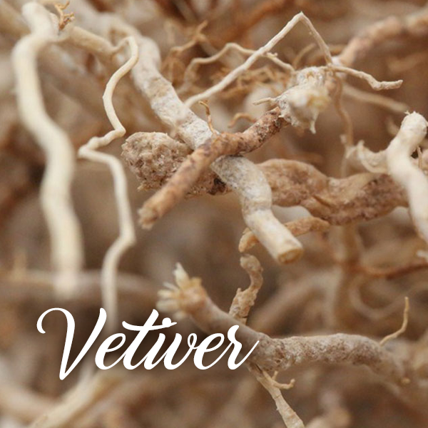 Vetiver Fragrances